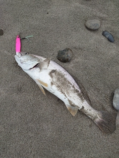 ニベの釣果