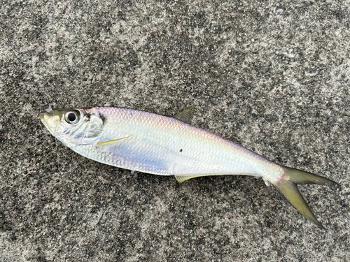 ヒラの釣果