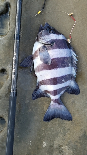 イシダイの釣果