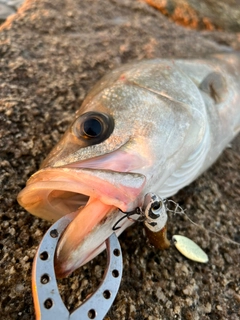 スズキの釣果