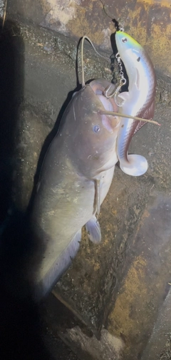 ナマズの釣果