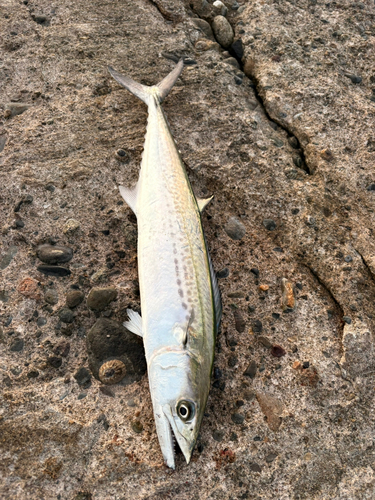 サゴシの釣果