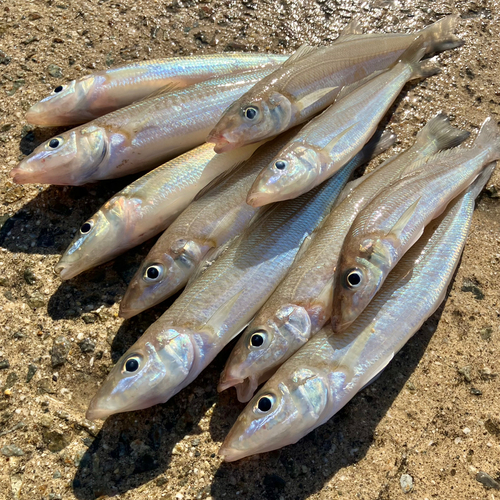 キスの釣果