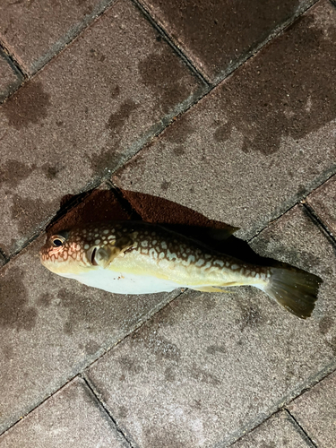 ショウサイフグの釣果