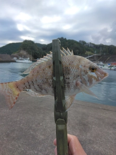 釣果