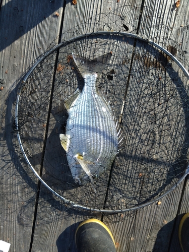 ヘダイの釣果