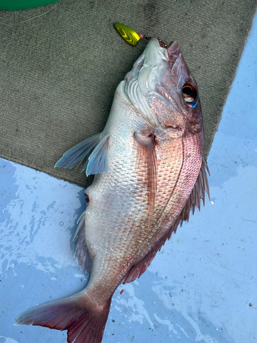 マダイの釣果