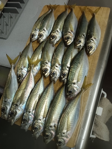 アジの釣果