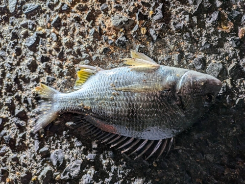 チヌの釣果