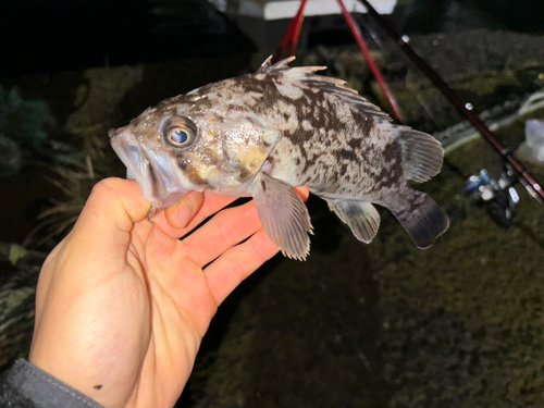 クロソイの釣果