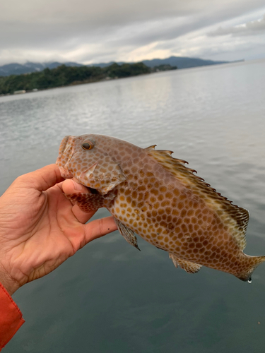 オオモンハタの釣果