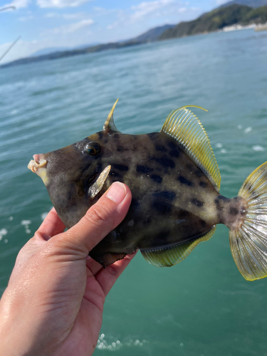 カワハギの釣果