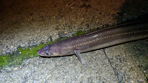 アナゴの釣果