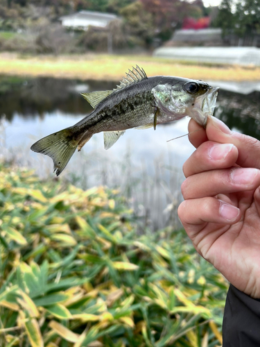 釣果