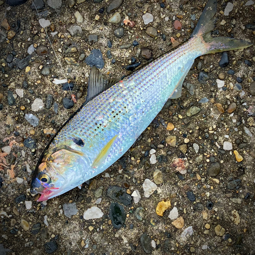 コノシロの釣果