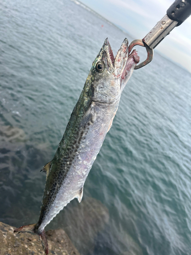 サゴシの釣果