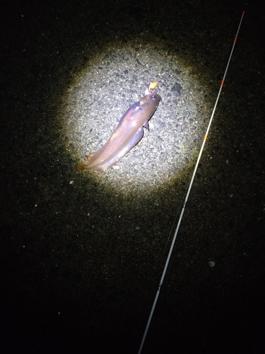 ドンコの釣果