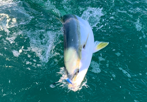 メジロの釣果