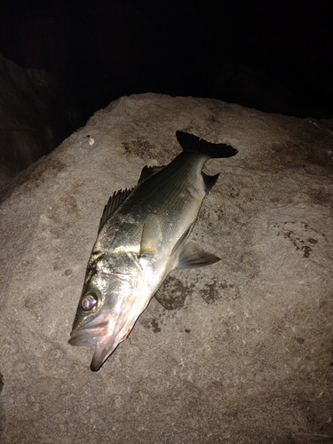 セイゴ（ヒラスズキ）の釣果