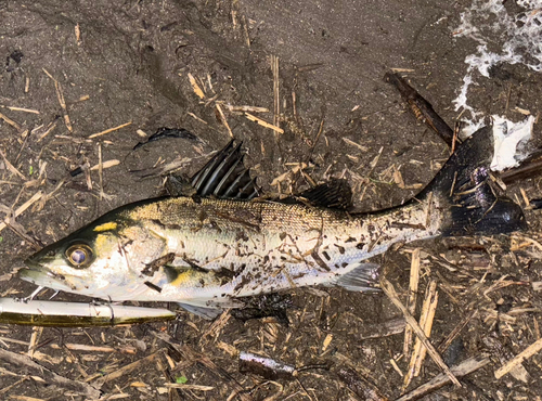 セイゴ（マルスズキ）の釣果