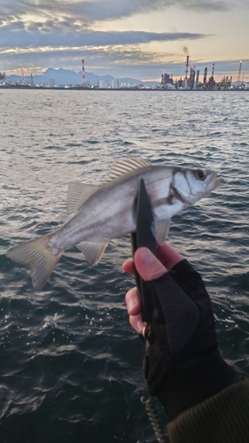 セイゴ（ヒラスズキ）の釣果