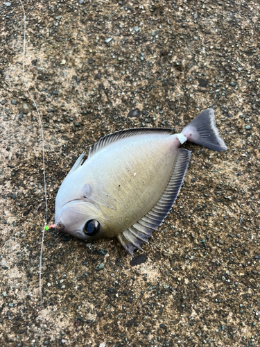 湯河原海浜公園