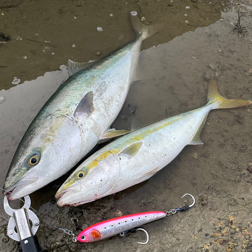 メジロの釣果