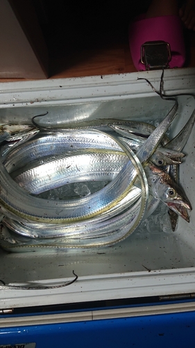 タチウオの釣果