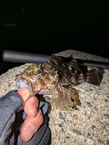 カサゴの釣果