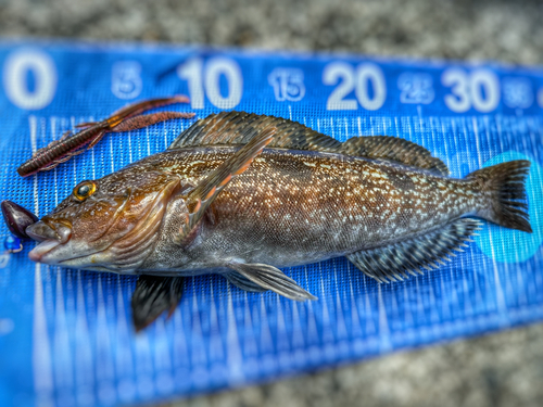 アイナメの釣果