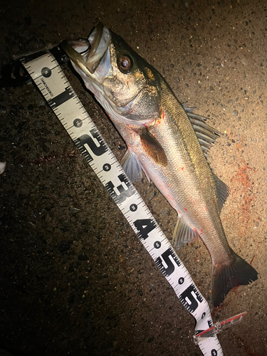 シーバスの釣果