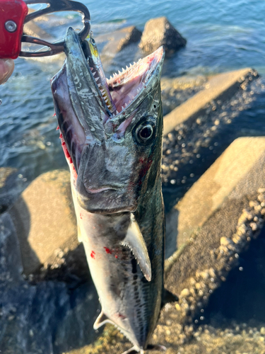 サワラの釣果