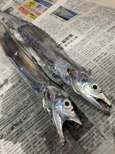 タチウオの釣果