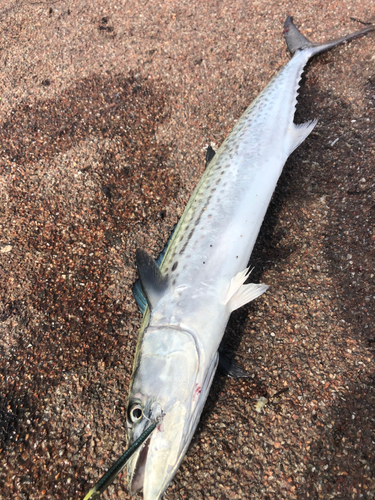 サゴシの釣果