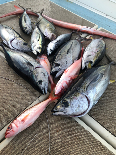 キハダマグロの釣果