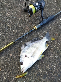 キチヌの釣果