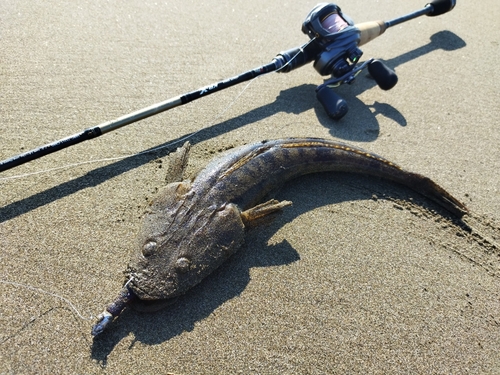 マゴチの釣果