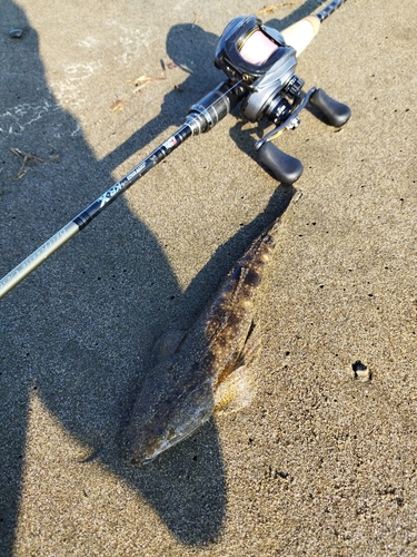 マゴチの釣果