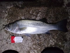 ヒラスズキの釣果