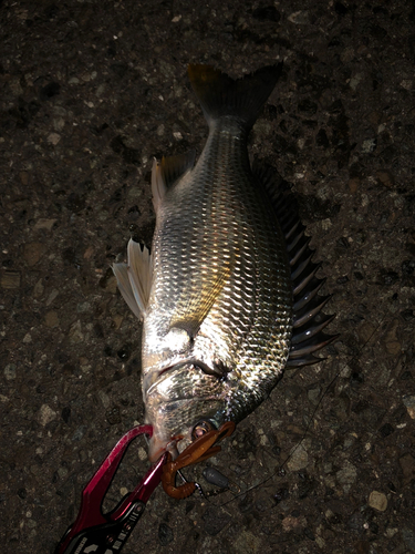 キビレの釣果