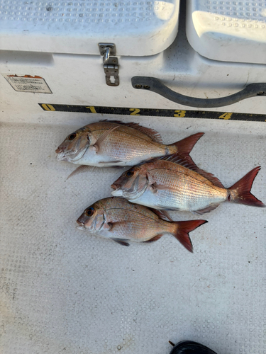 マダイの釣果