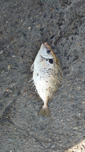 アイゴの釣果