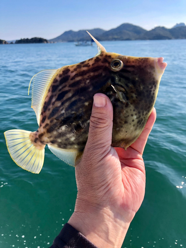 カワハギの釣果