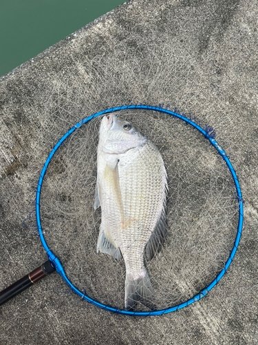 オキナワキチヌの釣果