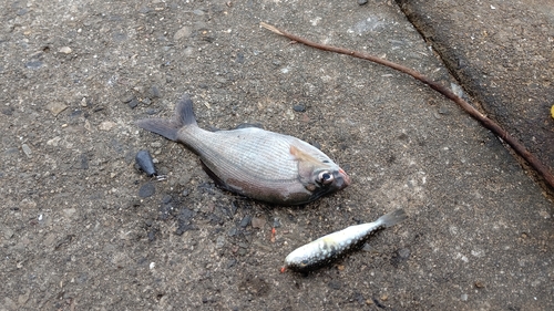 ウミタナゴの釣果