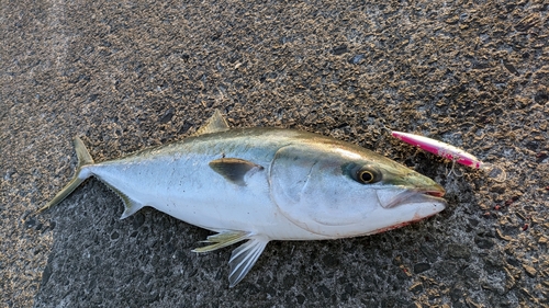 ブリの釣果