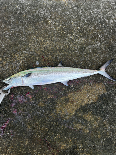 サゴシの釣果