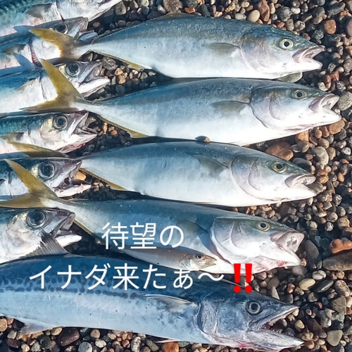 イナダの釣果