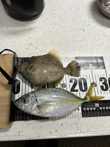 シマアジの釣果