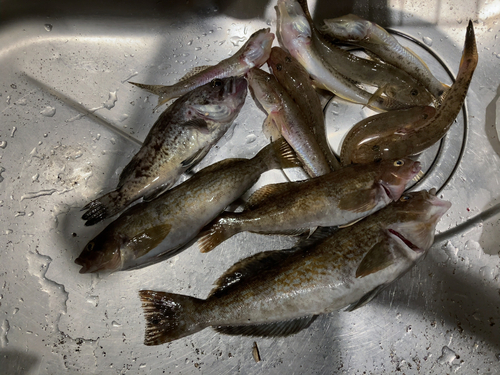 カレイの釣果